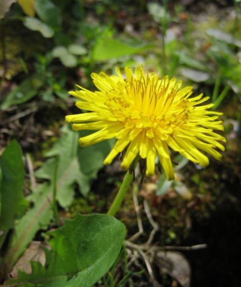 503px-macro_dandelion_fcb981.jpg