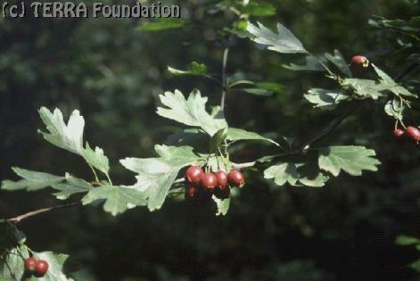 crataegus.jpg