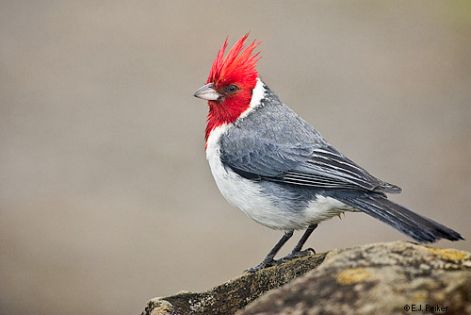 hi_redcrestedcardinal02.jpg