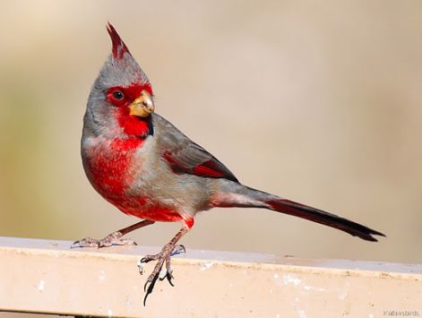 pyrrhuloxia_male.jpg