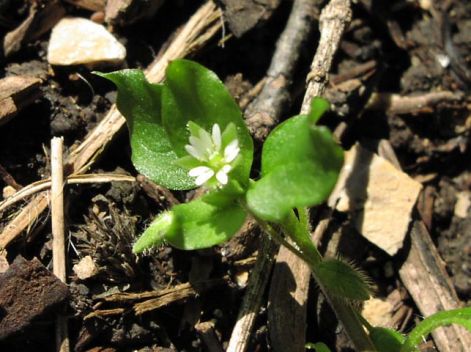 stellaria_20media_20flower.jpg