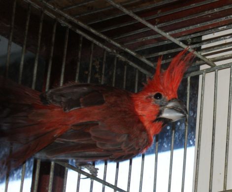 vermilion_kardinalis_cardinalis_phoeniceus.jpg